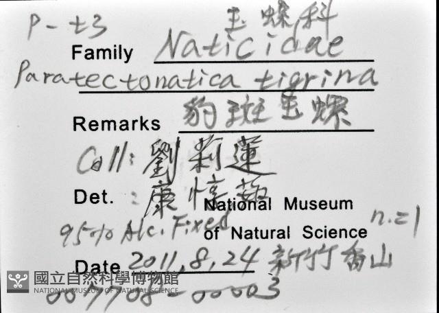 豹斑玉螺藏品圖，第8張