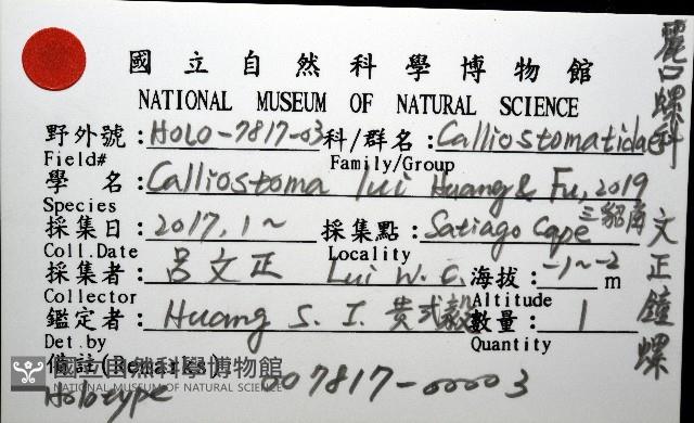 文正鐘螺(呂氏麗口螺)藏品圖，第8張