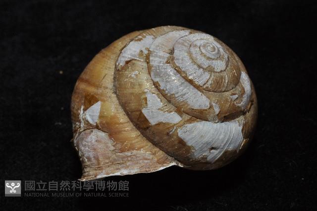 金崙栗蝸藏品圖，第8張