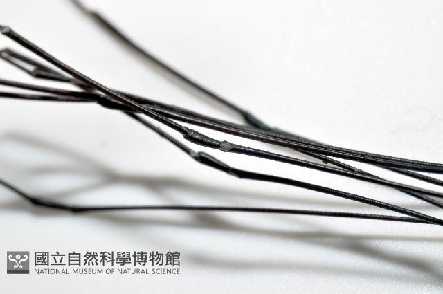 黑背偽盾刺盲蛛藏品圖，第8張