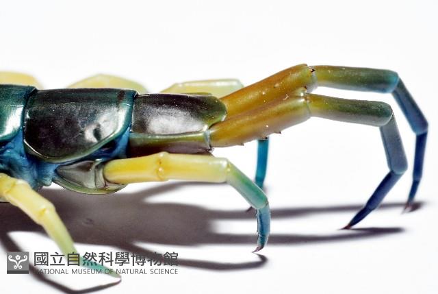 未知種巨蜈蚣藏品圖，第8張