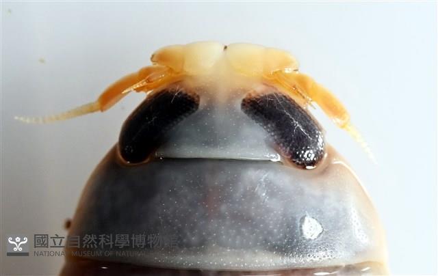 未知種紡錘水虱藏品圖，第8張