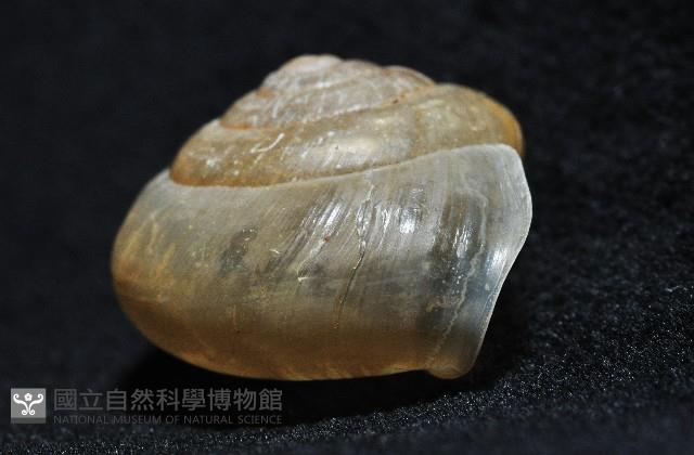 阿禮高腰蝸牛藏品圖，第8張