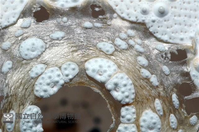 石筆海膽(鉛筆海膽)藏品圖，第8張