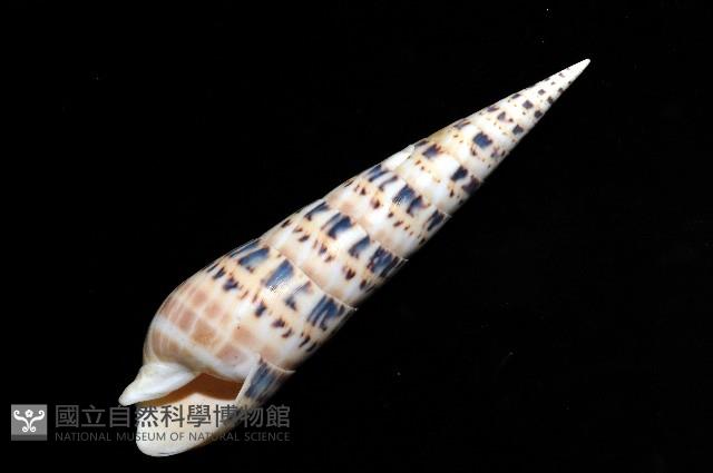 大筍螺藏品圖，第8張