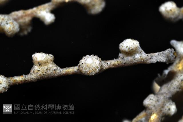 未知種鞘群海葵藏品圖，第8張