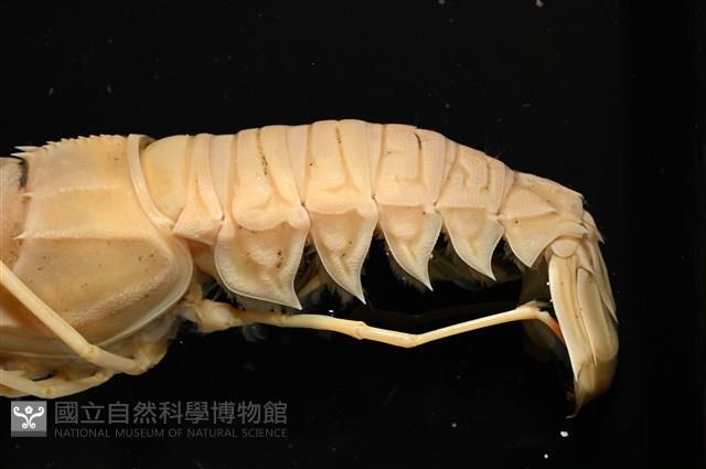 臺灣後海螯蝦藏品圖，第8張
