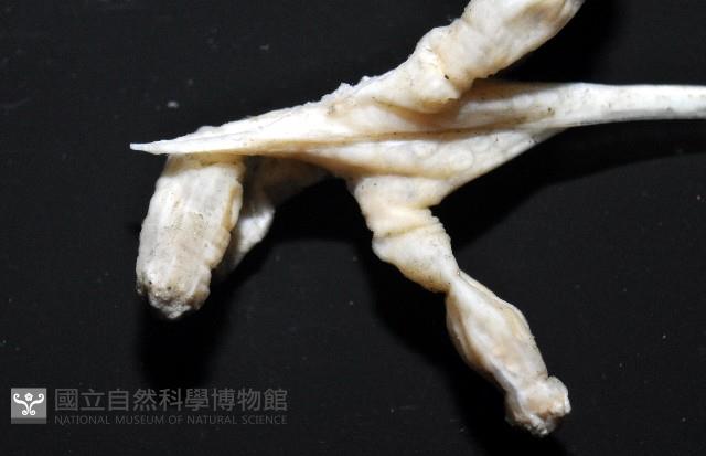 未知種鈍矢海鰓藏品圖，第8張