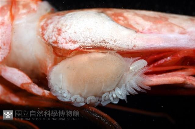 未知種擬對蝦蝦虱藏品圖，第8張