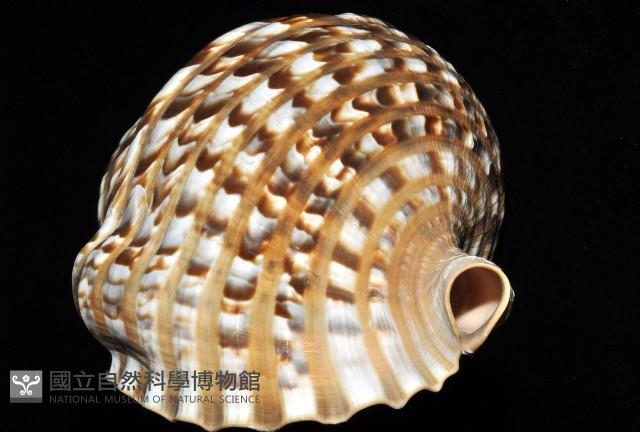 大西洋大法螺藏品圖，第8張
