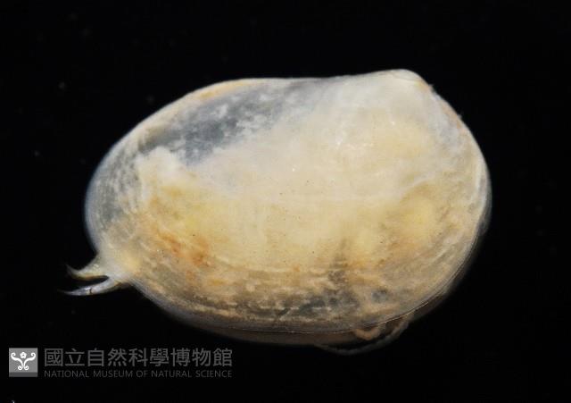 臺灣原蚌蟲藏品圖，第8張