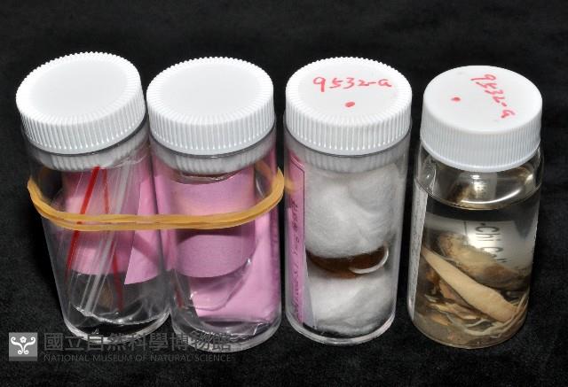 鱗高腰蝸牛(鱗菱蝸牛)藏品圖，第8張