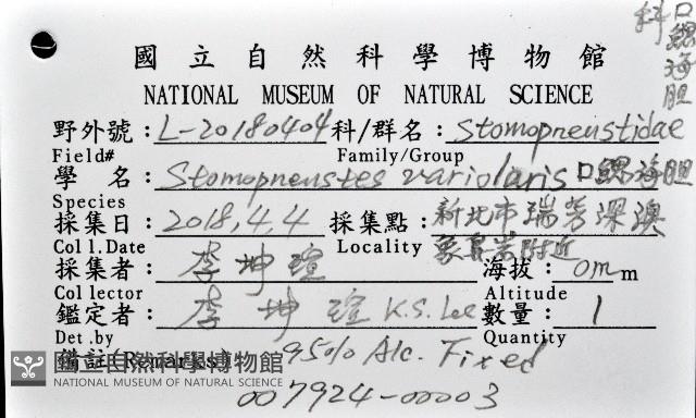 口鰓海膽藏品圖，第8張