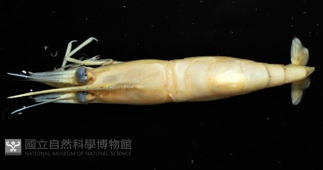 陳氏長額蝦(新種)藏品圖，第8張