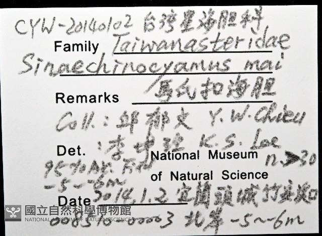 馬氏海錢(馬氏扣海膽)藏品圖，第8張