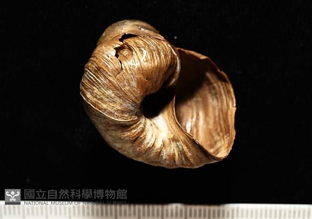 造殼海葵之一種藏品圖，第8張