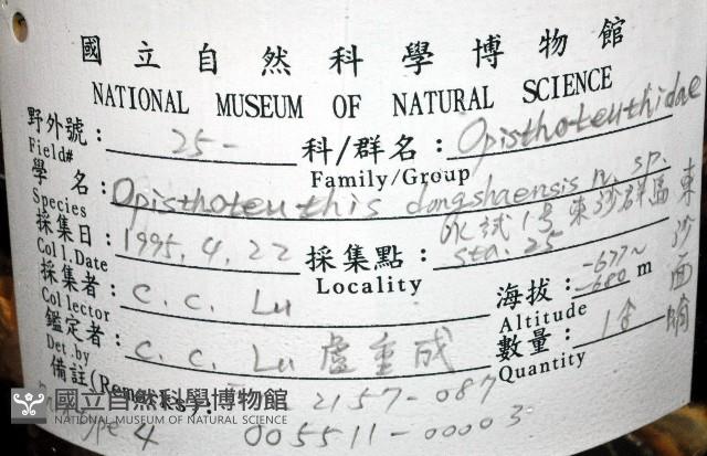 東沙面蛸(新種)藏品圖，第8張