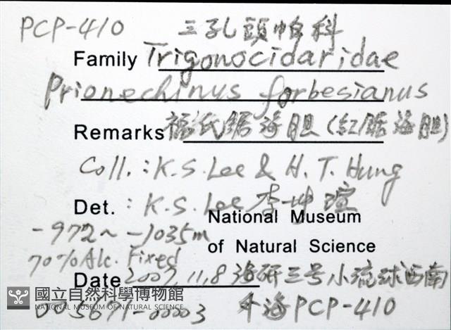 福氏鋸海膽藏品圖，第8張