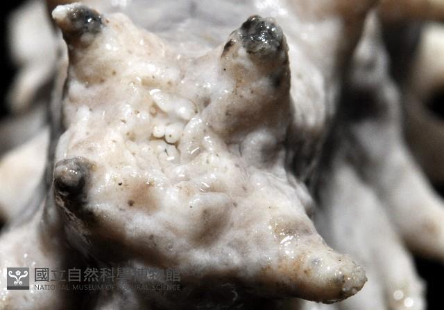 方柱翼手參藏品圖，第8張