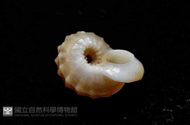 鋼石花冠螺藏品圖，第8張