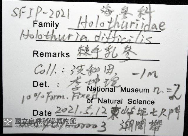 棘手乳參藏品圖，第8張