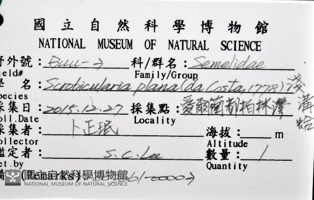 淺溝蛤藏品圖，第8張