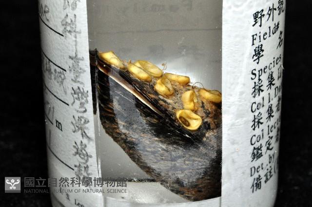 臺灣深海殼菜蛤藏品圖，第8張