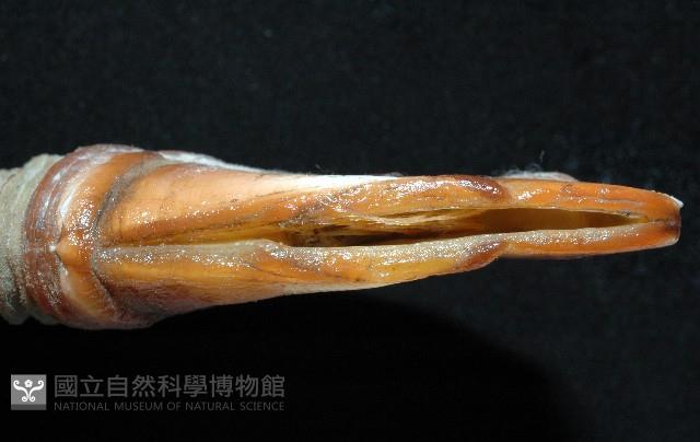 司氏鎧茗荷藏品圖，第8張