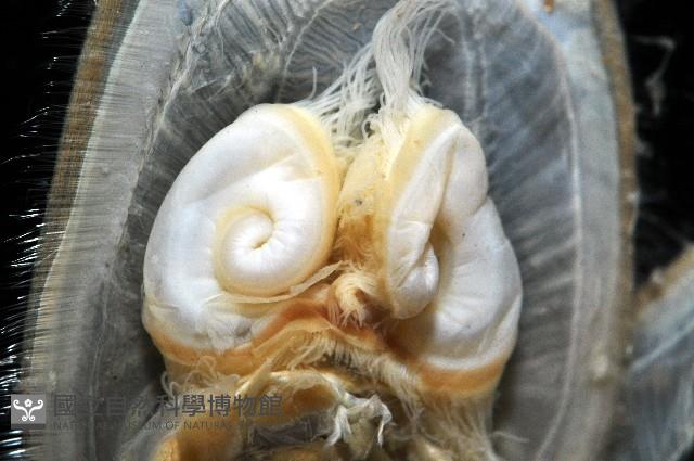 亞氏海豆芽藏品圖，第8張