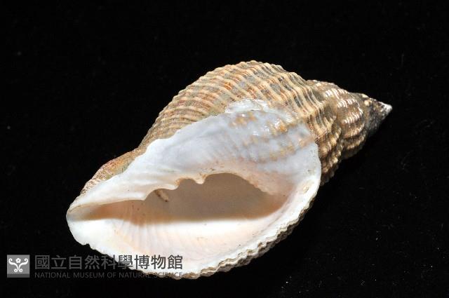 巨核螺藏品圖，第8張