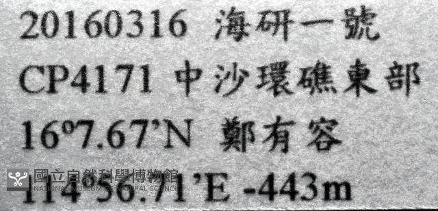 平滑大茗荷藏品圖，第8張