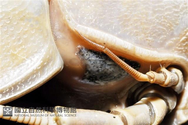詹姆士巨深水虱藏品圖，第8張
