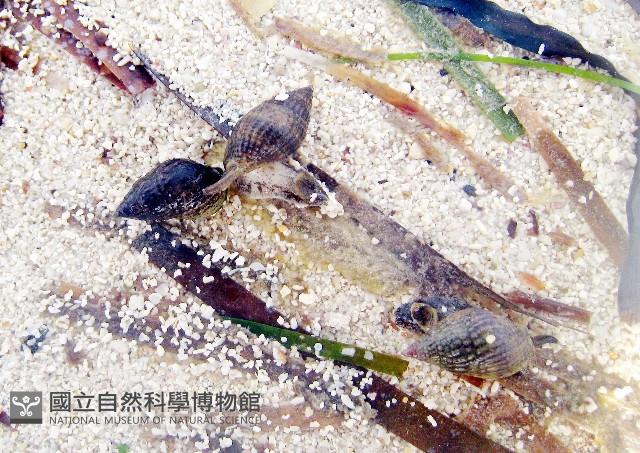 尖頭織紋螺藏品圖，第8張