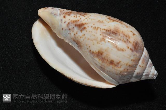 棕線渦螺藏品圖，第8張