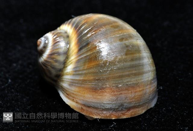 小灰玉螺藏品圖，第8張