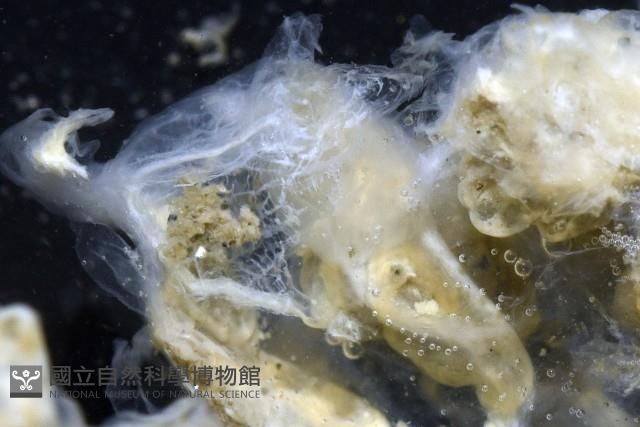 未知種海鞘藏品圖，第8張
