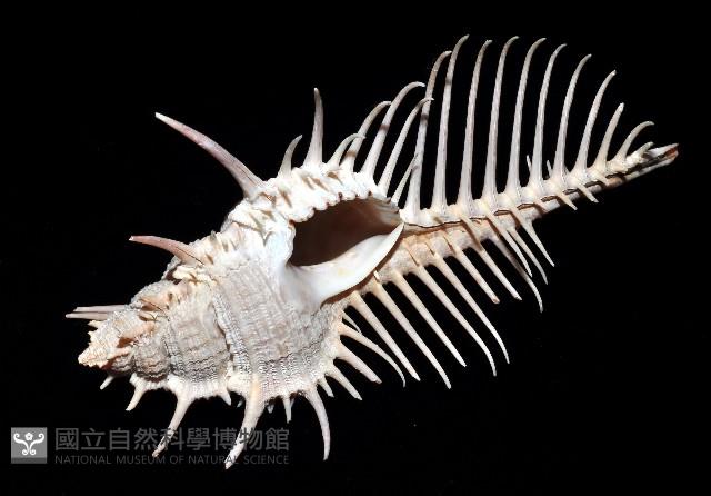 維納斯骨螺藏品圖，第8張