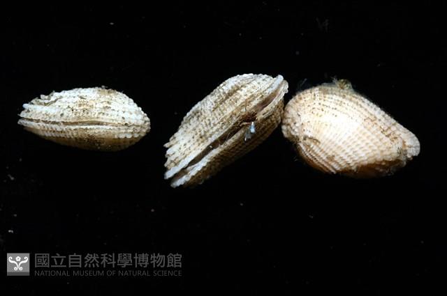 未知種魁蛤藏品圖，第8張