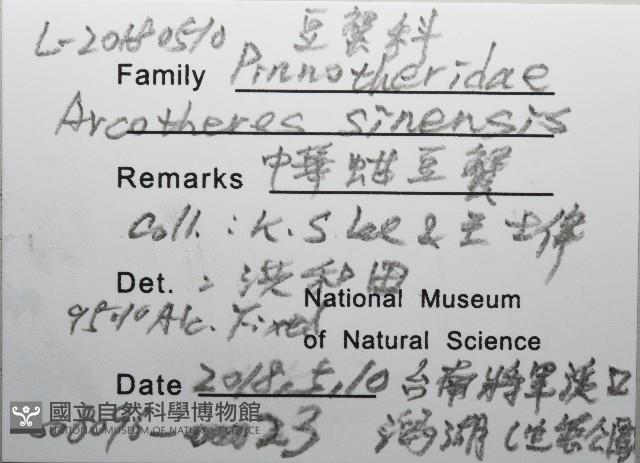 中華蚶豆蟹藏品圖，第8張