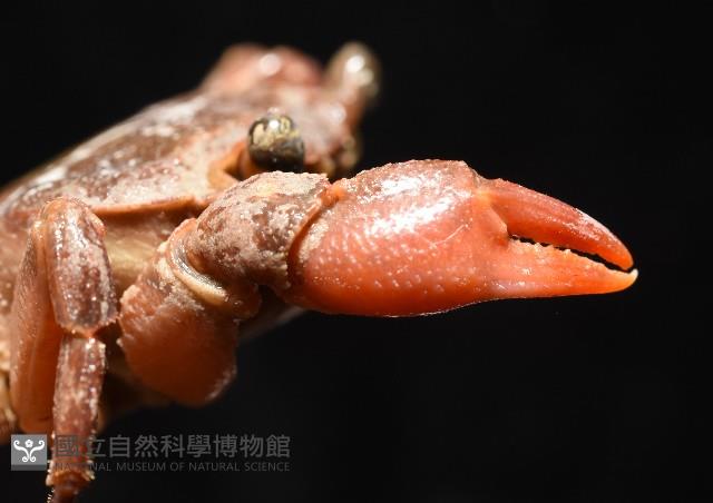 拉氏明溪蟹藏品圖，第8張