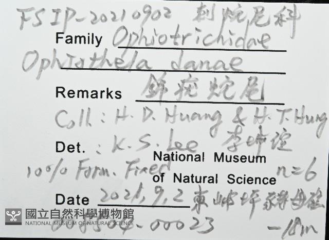 錦疣蛇尾藏品圖，第8張