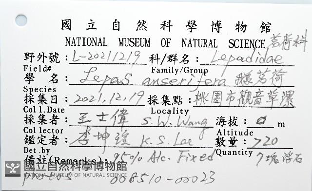 鵝茗荷藏品圖，第8張