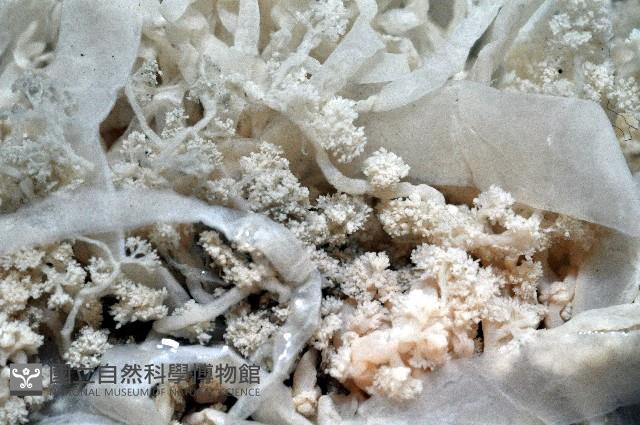 盔形水母之一種藏品圖，第8張