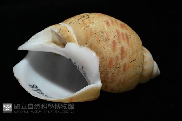 彩繪型深溝鳳螺藏品圖，第8張