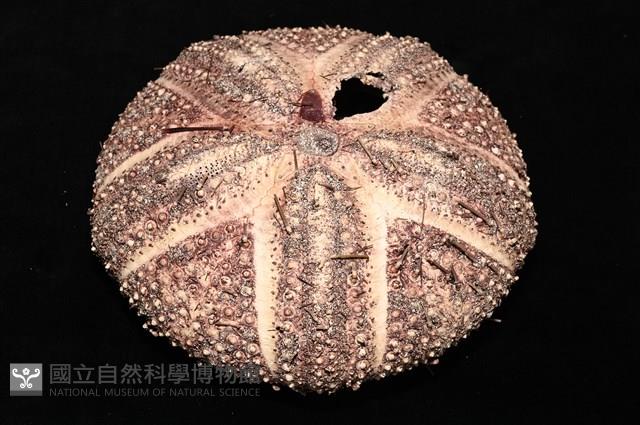 輻星肛海膽藏品圖，第8張