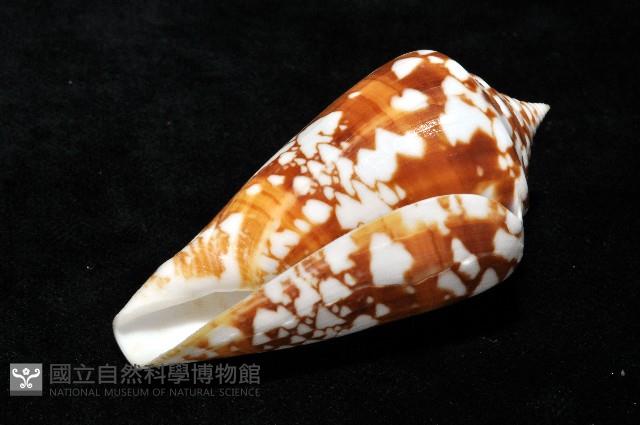 阿瑪迪芋螺藏品圖，第8張