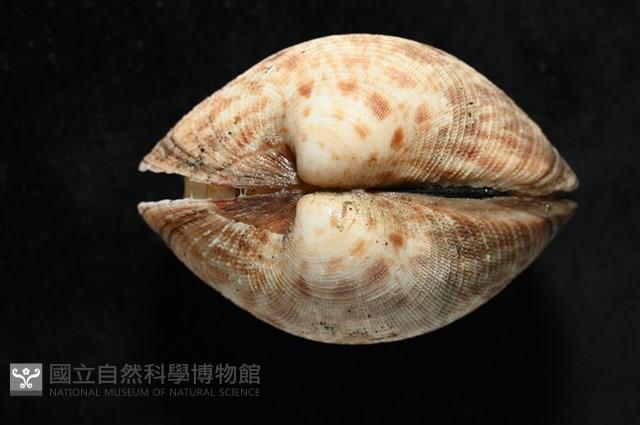 千妮簾蛤藏品圖，第8張