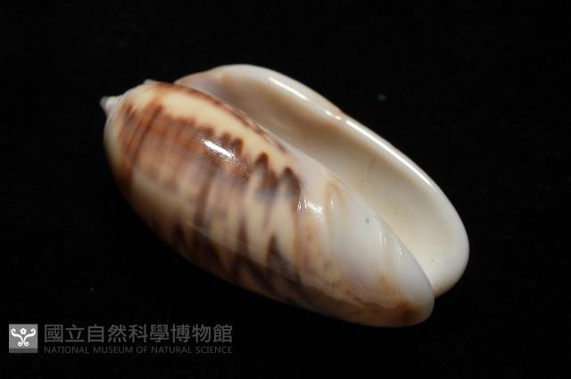 泡形榧螺藏品圖，第8張