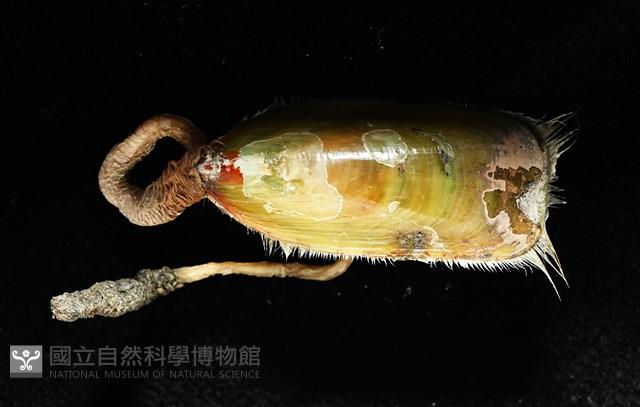 亞氏海豆芽藏品圖，第8張