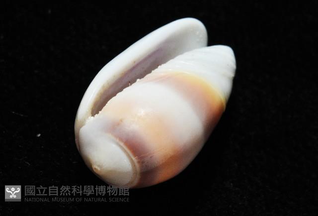 少女榧螺藏品圖，第8張